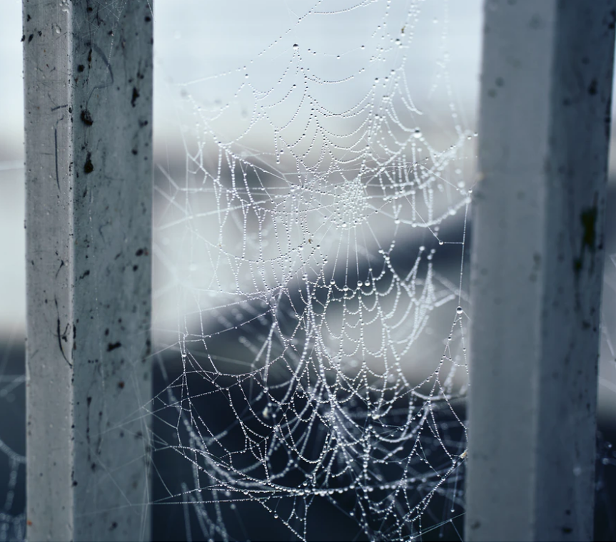 cobweb