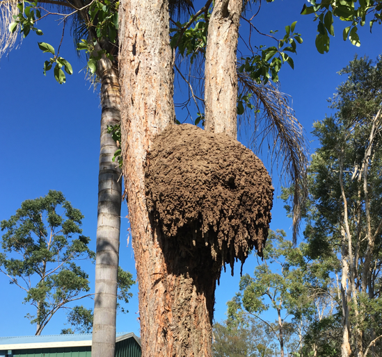 lowres termite mound in tree
