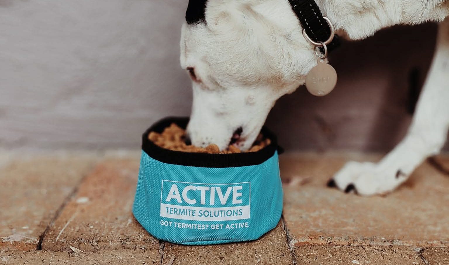 Pest control service by Active Termite Solutions South-East Queensland